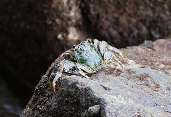 Natal lightfoot crab