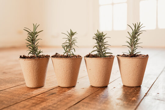 Fresh rosemary cuttings in biodegradable pulp pots on timber surface