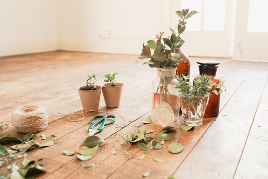 Plant propagation in well-lit sunroom with mint, rosemary and honeysuckle