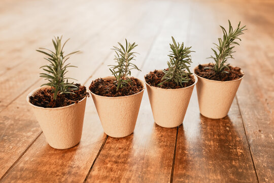 Freshly potted rosemary cuttings in biodegradable pulp pots on timber surface