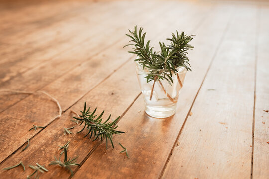 Rosemary cuttings in glass of water on timber surface with leaves and twine