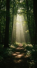 Obraz premium Sunlight streams through a misty forest path (1)