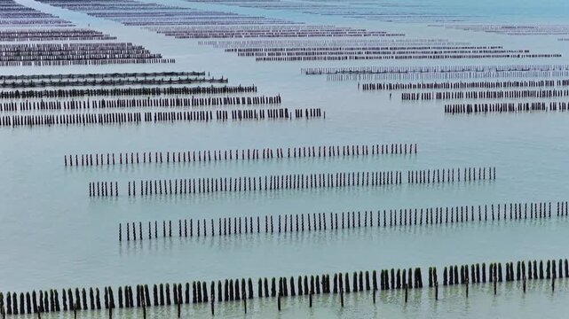 Aerial view of farmers harvesting mussels and oysters at low tide