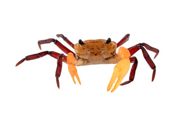 Lepidothelphusa menneri on isolated background, Indonesian new crab (three color) closeup, Lepidothelphusa menneri crab 