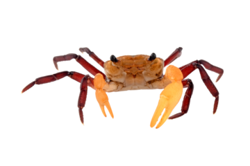 Lepidothelphusa menneri on isolated background, Indonesian new crab (three color) closeup, Lepidothelphusa menneri crab 