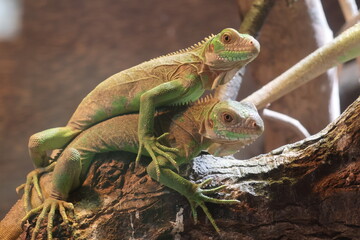 iguanas on a tree