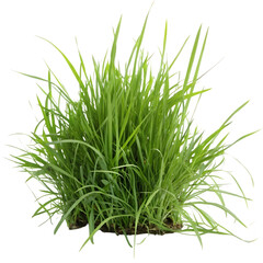 Vibrant Green Grass Tuft Lush Meadow Texture Nature Photography Botanical Element Spring Meadow Grass Garden Plant