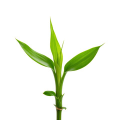 Obraz premium Elegant Bamboo Shoot: A close-up shot showcases the delicate beauty of a vibrant, freshly grown bamboo shoot, a symbol of resilience and natural growth.