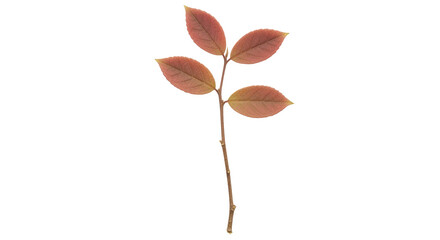 Isolated Red Autumn Leaves