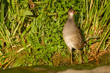 Young common moorhen (Gallinula chloropus) standing in a wetland environment in its natural habitat
