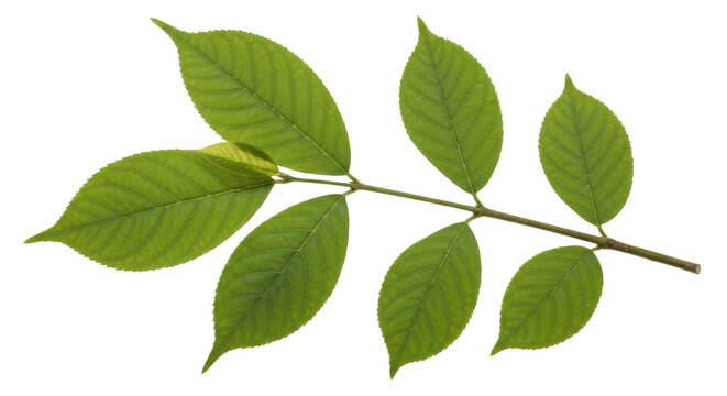 Isolated Fresh Green Ash Tree Leaves