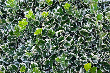 Obraz premium Emerald Gaiety. Euonymus fortunei