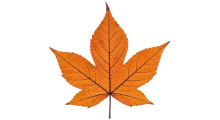 Isolated Autumn Leaf