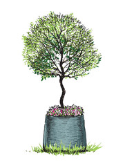Decorative small tree with green foliage in flower pot, garden decoration, realistic sketch, vector hand drawing, isolated, white background