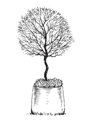 Decorative small tree in flower pot, garden decoration, realistic sketch, vector contour hand drawing, isolated, white background