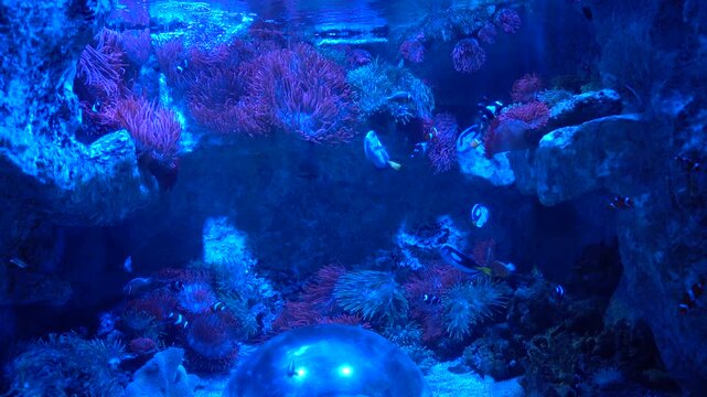 Poissons Chirurgiens Bleus au Ralenti | &Eacute;l&eacute;gance Sous-Marine au Seaquarium du Grau-du-Roi