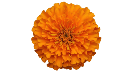 Isolated Orange Marigold Flower