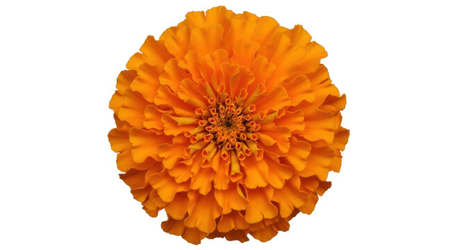 Isolated Orange Marigold Flower - Powered by Adobe