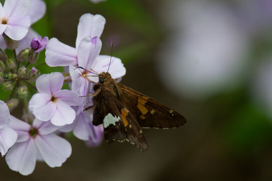 Silver-spotted Skipper butterfly on wildflowers in New York