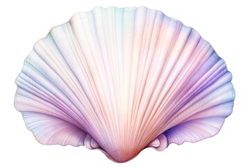 Sea shell clam white background invertebrate.