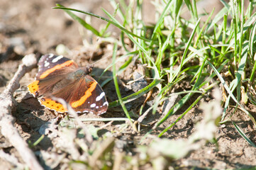 Red Admiral butterfly on the ground