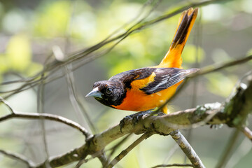 Baltimore Oriole in a Tree