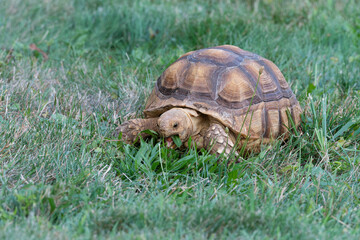 Sulcata Tortoise eating grass
