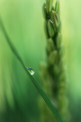 dew drops on a grass