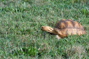 Sulcata Tortoise eating grass