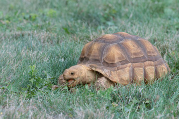 Sulcata Tortoise eating grass