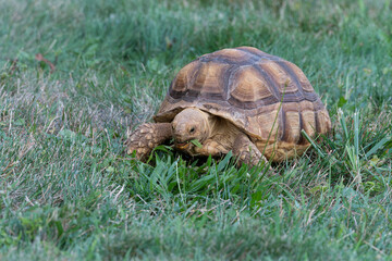 Sulcata Tortoise eating grass