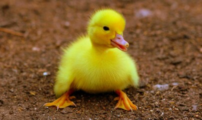yellow duckling on the sand