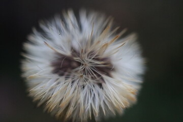 Leibnitzia anandria Lajbnicja Anandra gerbera zimująca © Perovskia