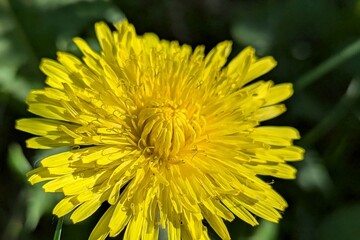 A dandelion flower, like a little sun, illuminates everything around it. Its delicate petals, arranged in perfect rows, shimmer with shades ranging from light yellow to golden