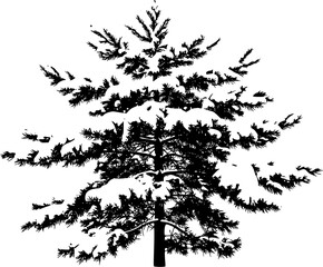 Obraz premium Pine tree in winter covered by snow. isolated on transparent background. 