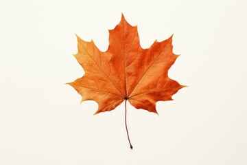 Fototapeta premium Autumn leaf maple plant tree.