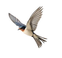 Fototapeta premium Barn swallow in flight, wings spread, isolated on transparent background