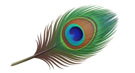 Isolated Peacock feather © Sergiu