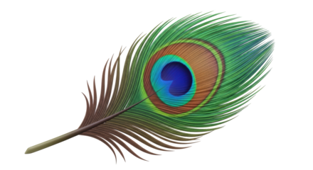 Isolated Peacock feather