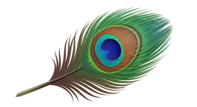 Isolated Peacock feather