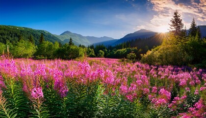 Obraz premium a field of vibrant pink fireweed flowers surrounded by lush green foliage