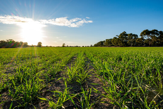 Rows of young green crops growing in rich soil under a clear sky on a rural farm