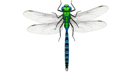 Isolated Dragon fly