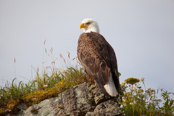 american bald eagle on a rock profile looking left