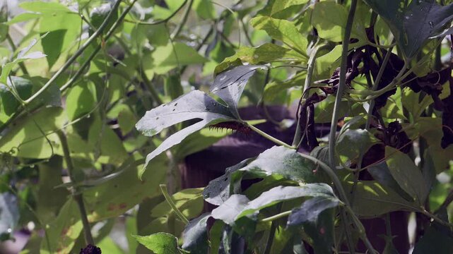 A Gulf fritillary caterpillar feeds on the leaves of a passion flower vine in a natural garden setting.
