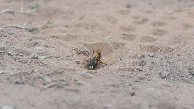 A Bee Wolf, Philanthus triangulum, also know as the Bee-Killer Wasp, uncovering the entrance to its burrow. Summer. England. UK