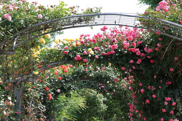 Obraz premium 満開のバラ