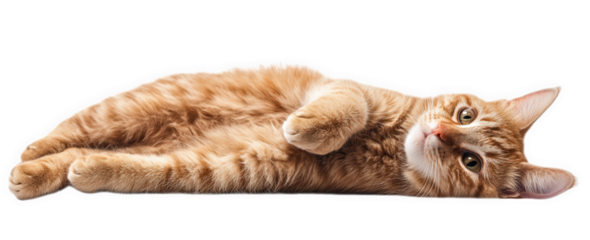 Cute ginger tabby cat lying isolated on transparent background in studio shot