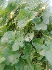 spider web in the garden