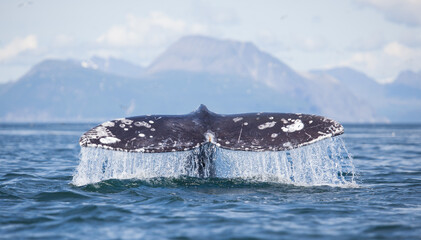 gray whale tail with water pouring off, fluke up dive with mountains in the background